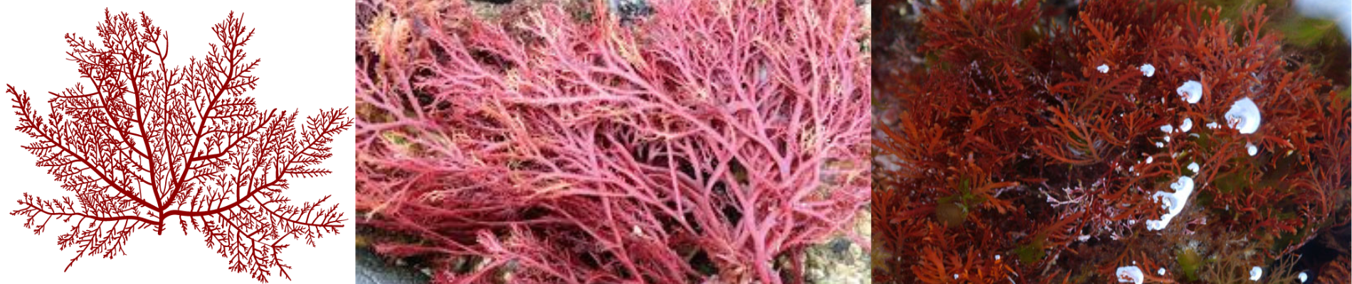 gelidium red seaweed